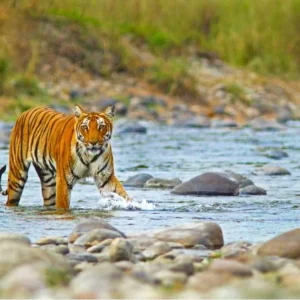 Jim Corbett